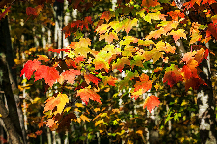 Fall Foliage Great Smoky Mountains Painted   #19 Photograph by Rich Franco