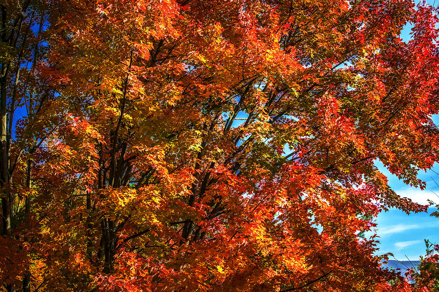 Fall Foliage Great Smoky Mountains Painted #9 Photograph by Rich Franco