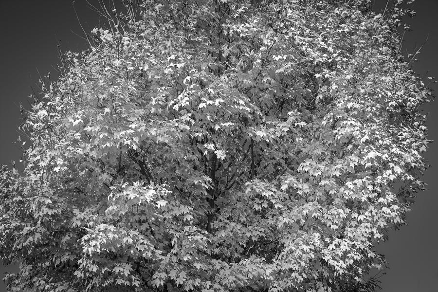 Fall Foliage Sussex County New Jersey Painted BW    #10 Photograph by Rich Franco