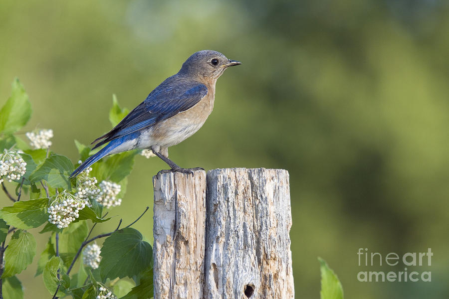 Female Eastern Bluebird #12 Photograph by Linda Freshwaters Arndt