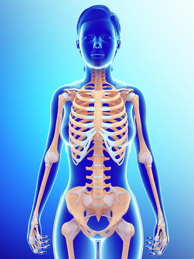 Female Skeletal System Photograph by Pixologicstudio/science Photo Library