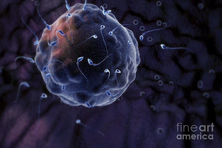 Fertilization Photograph By Science Picture Co Fine Art America