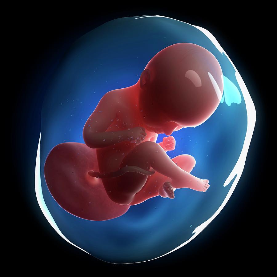 Fetal Development Photograph by Sciepro - Fine Art America