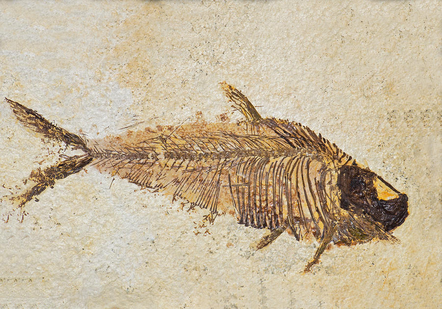 Fish Fossil #10 Photograph by Millard H. Sharp