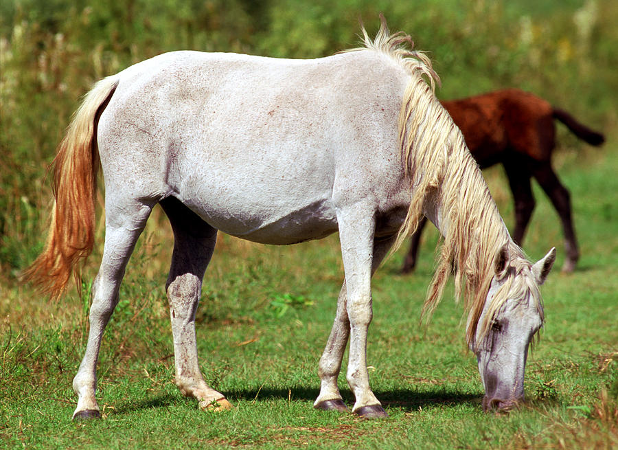 Florida Spanish Horse #10 Photograph by Millard H. Sharp