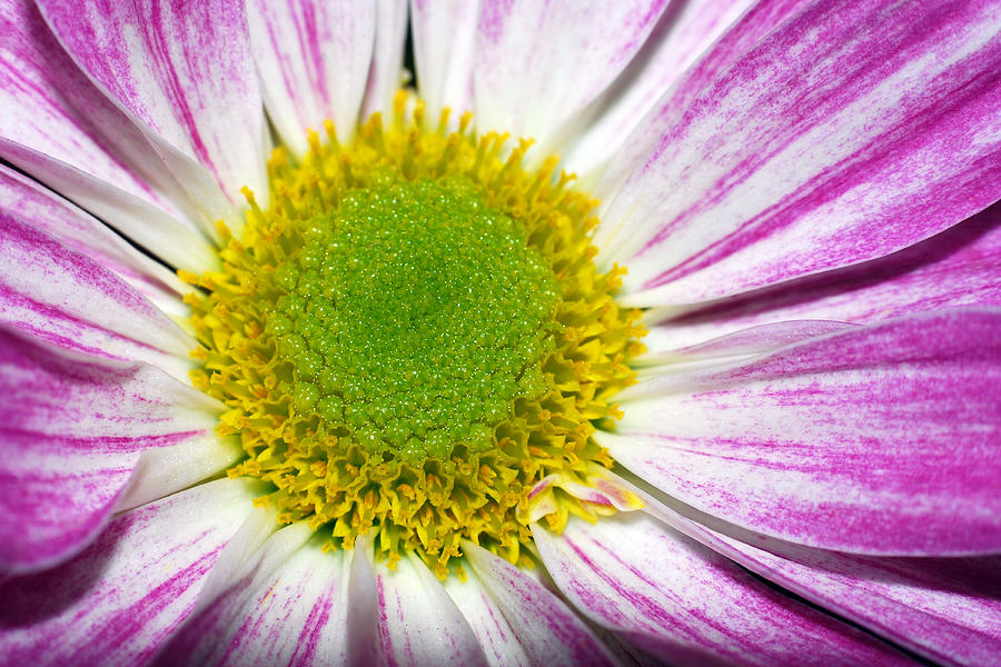 Flower Closeup #10 Photograph by Larah McElroy