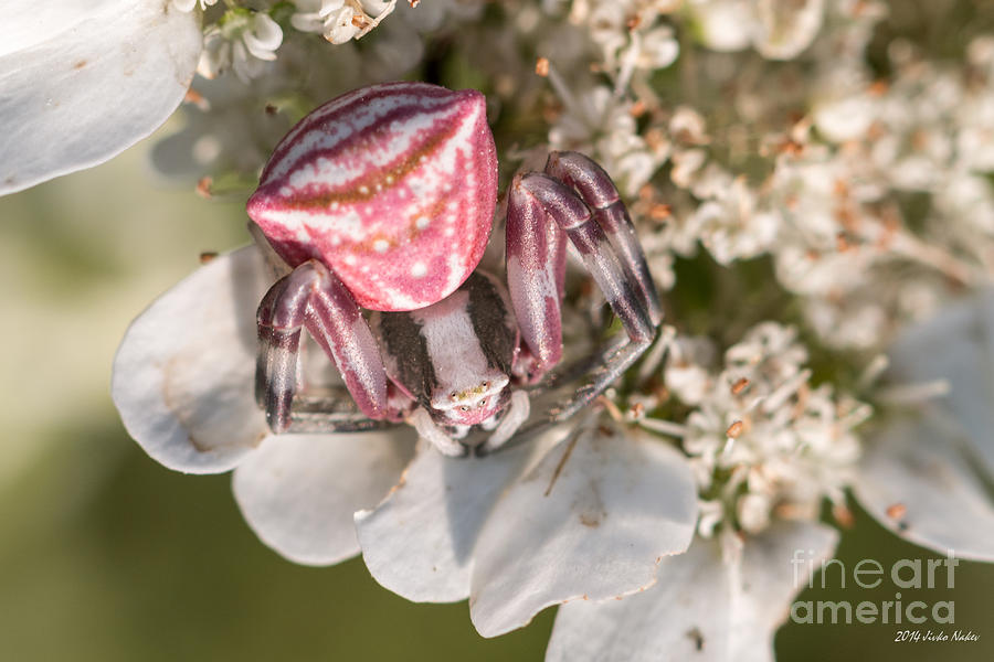 Flower Crab Spider #10 Photograph by Jivko Nakev