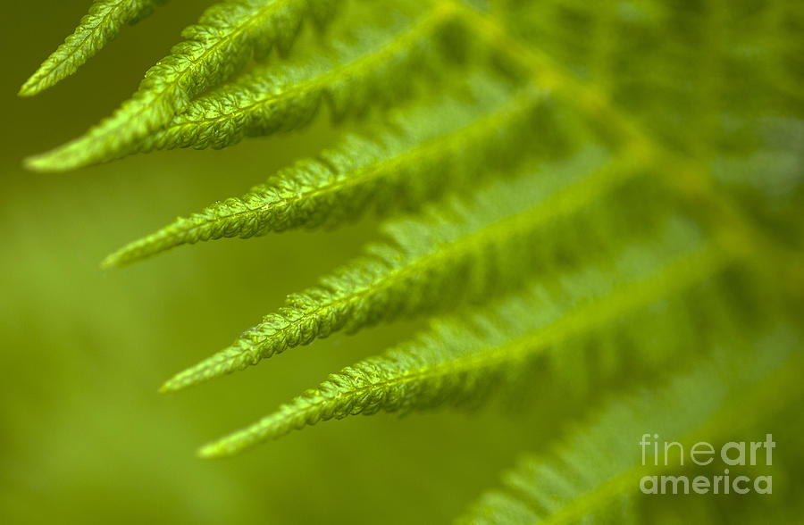 Forest setting with close-ups of ferns #10 Photograph by Jim Corwin