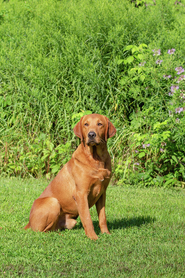 fox red labrador retriever