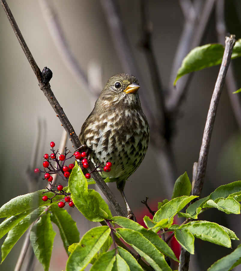 Nature Photograph - Fox Sparrow #10 by Doug Lloyd