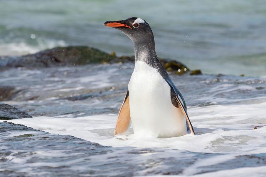 Penguin Photograph - Gentoo Penguin Falkland Islands #10 by Martin Zwick