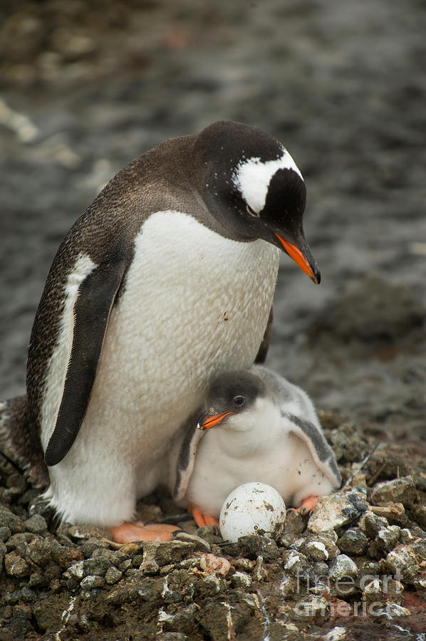 Gentoo Penguin With Young #10 Photograph by John Shaw
