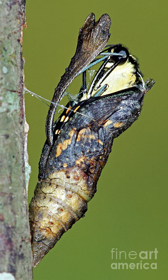 Giant Swallowtail Butterfly #10 Photograph by Millard H. Sharp