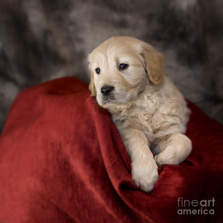 Golden retriever puppy #10 Photograph by Ang El