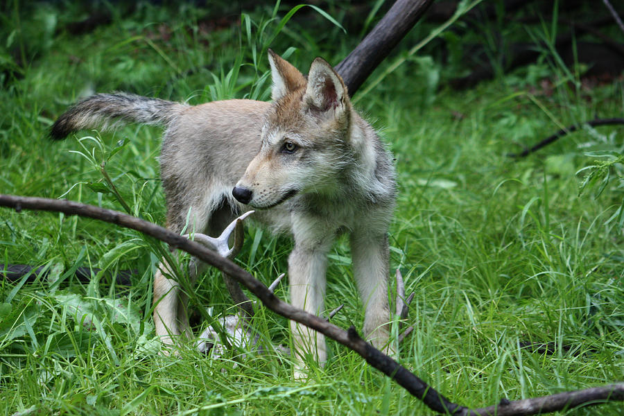 Gray Wolf Pup #10 Photograph by Amanda Stadther