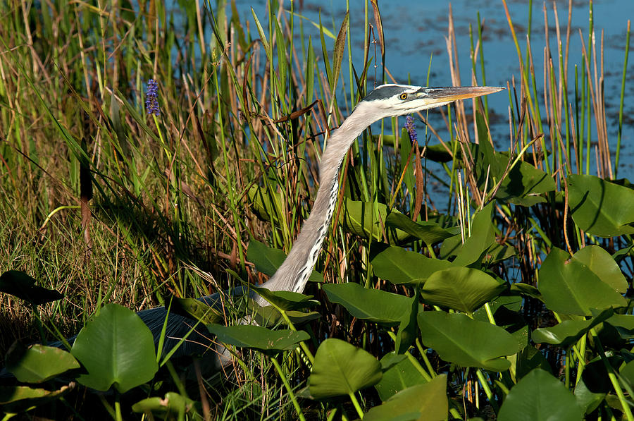 Great Blue Heron Photograph by Mark Newman Great Blue Heron Photograph by Mark Newman