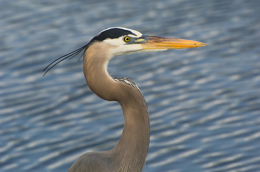 Nature Photograph - Great Blue Heron #10 by Richard Leighton