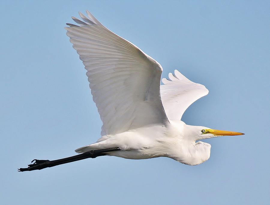 Egret  - Great White Egret in Flight #10 by Paulette Thomas