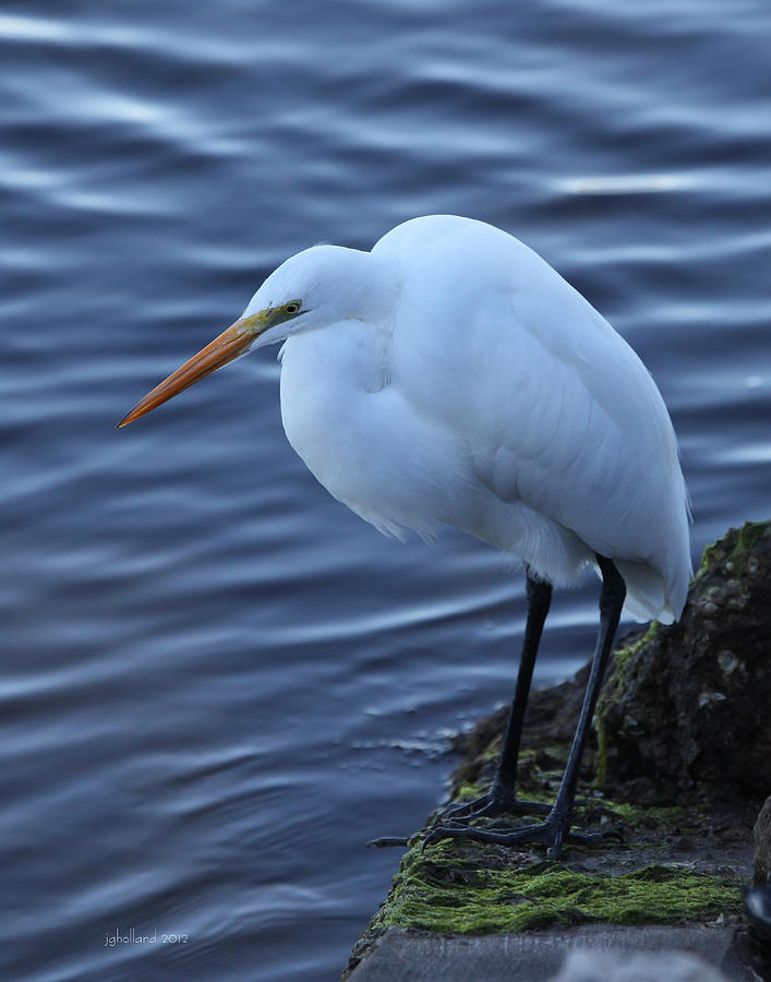 Great White Egret #10 Photograph by Joseph G Holland