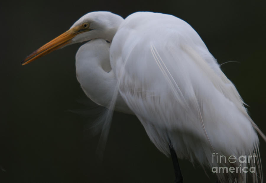 Great White Heron Wispy Feathers Photograph