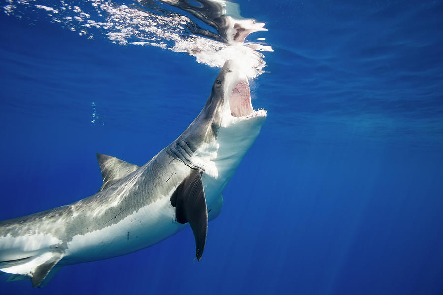 Great White Shark  Carcharodon #10 Photograph by Dave Fleetham