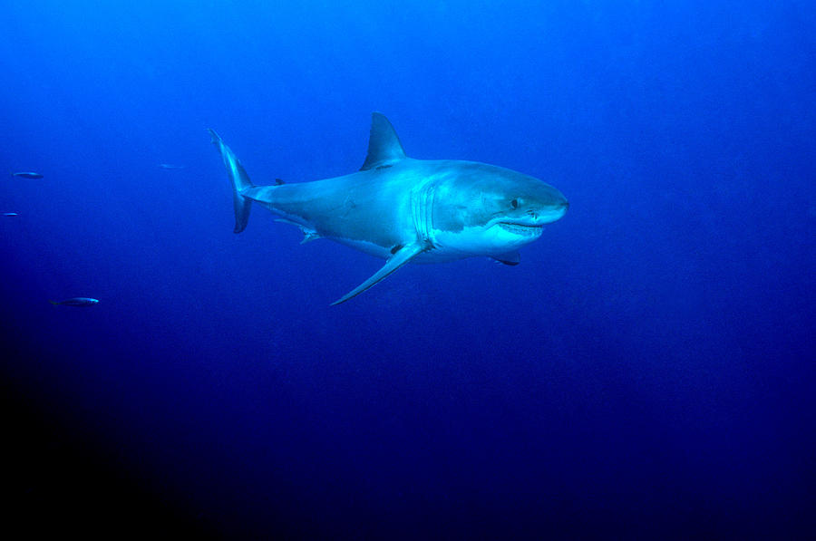 Great White Shark #10 Photograph by Charles Angelo