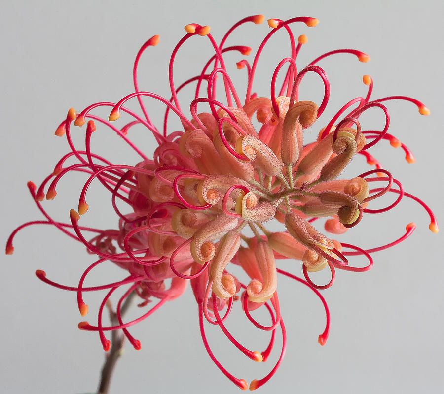 Grevillea flower #10 Photograph by Shirley Mitchell