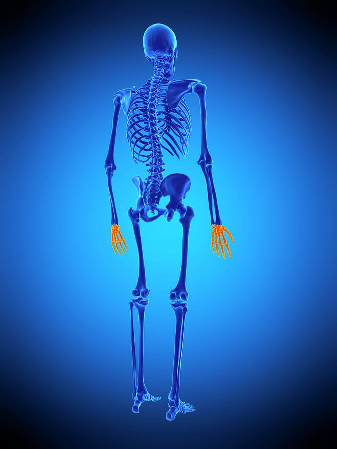 Hand Bones #10 Photograph by Sebastian Kaulitzki/science Photo Library