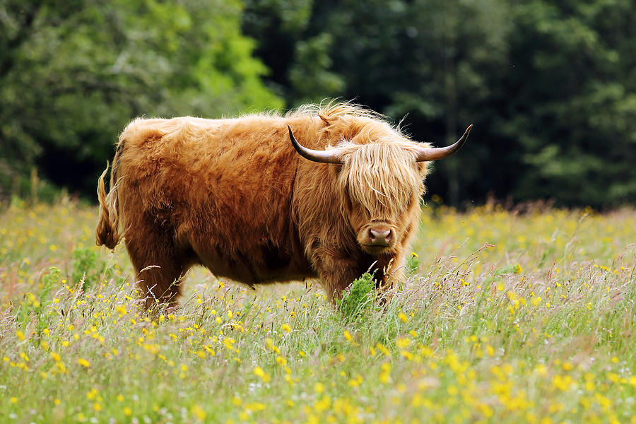 Highland Cow #10 Photograph by Grant Glendinning