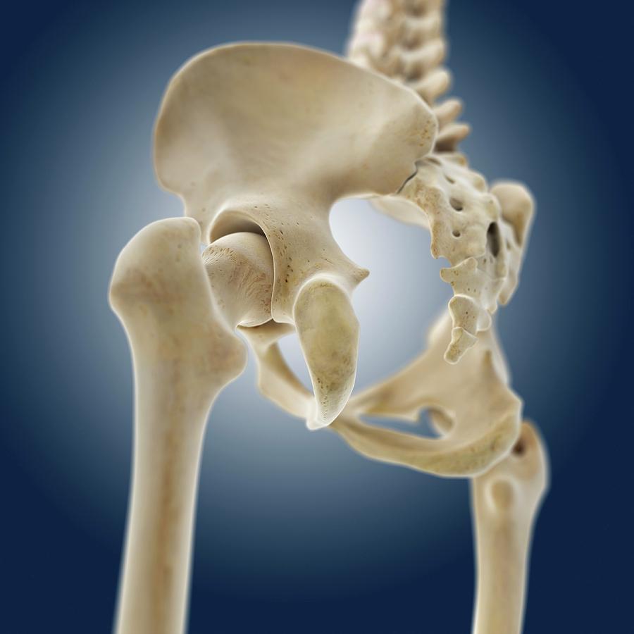Hip Anatomy 10 By Springer Medizinscience Photo Library 4803