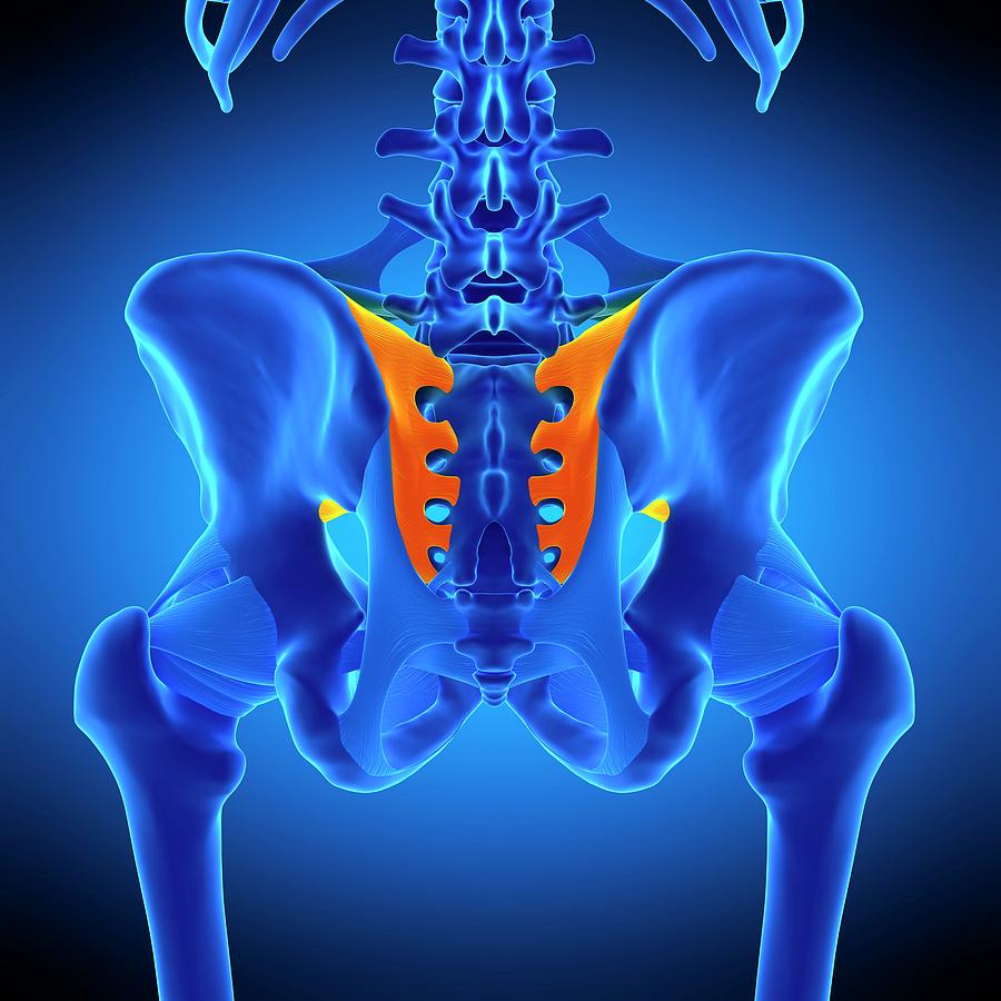 Hip Ligament Photograph by Sebastian Kaulitzki/science Photo Library ...