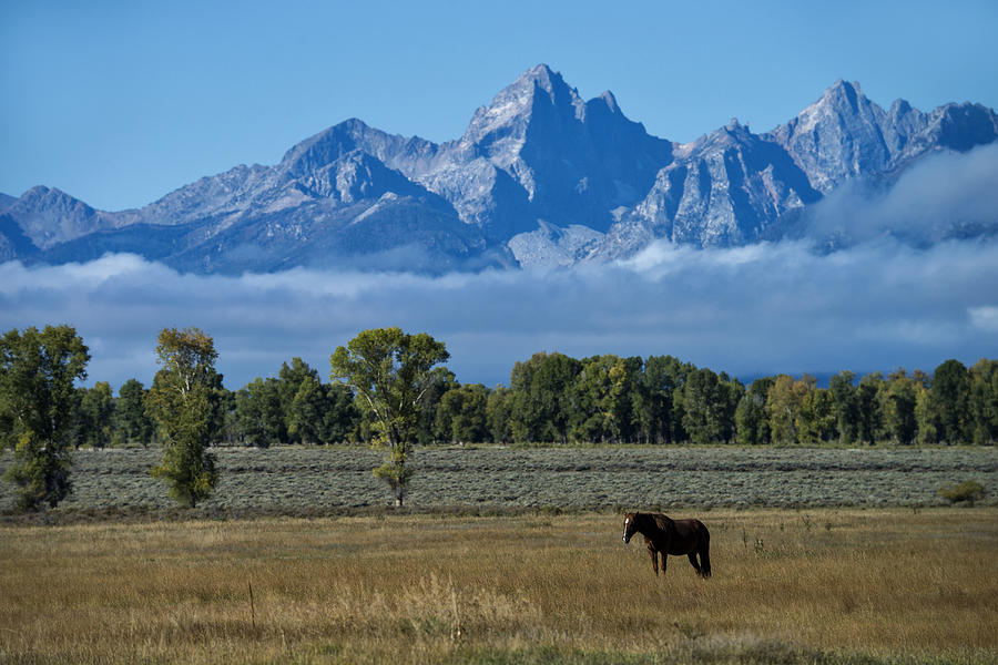 Horse In Grand Teton National Park, Wy #10 Photograph by Mark Newman