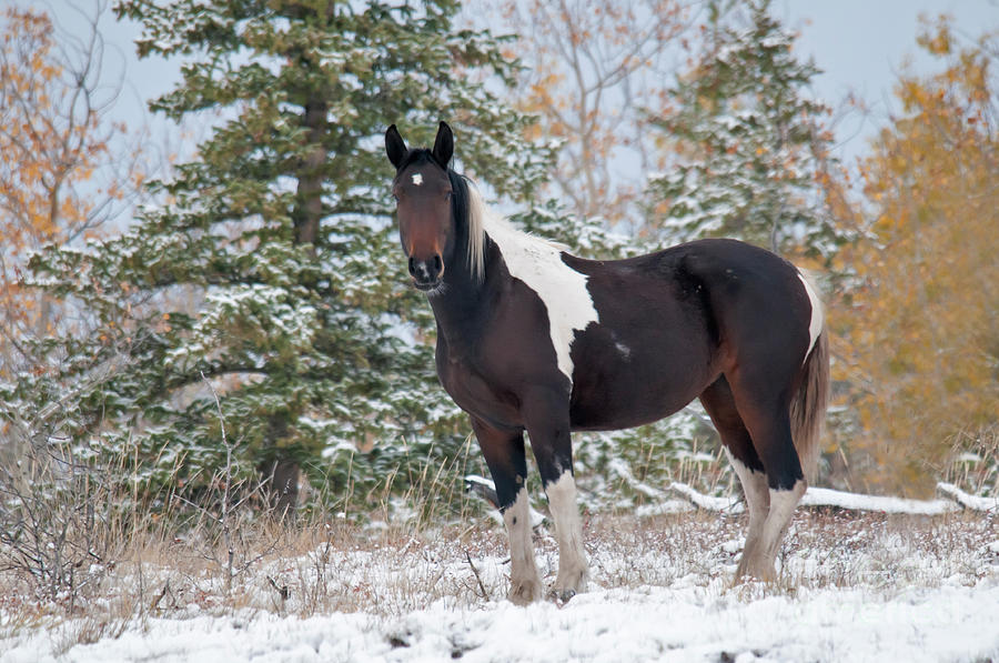 Horse In Snow, Yukon, Canada Photograph by Mark Newman