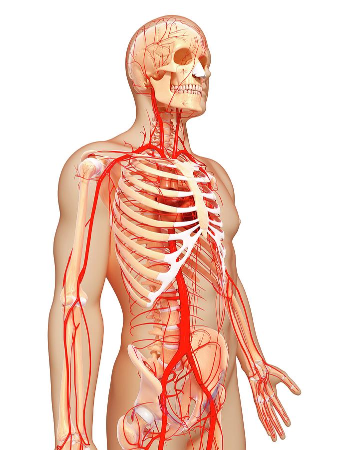 Human Arteries Photograph by Pixologicstudio/science Photo Library - Pixels