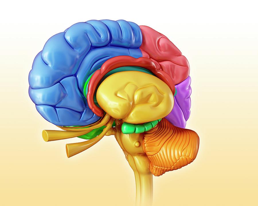 Human Brain Structures Photograph By Pixologicstudio/science Photo ...