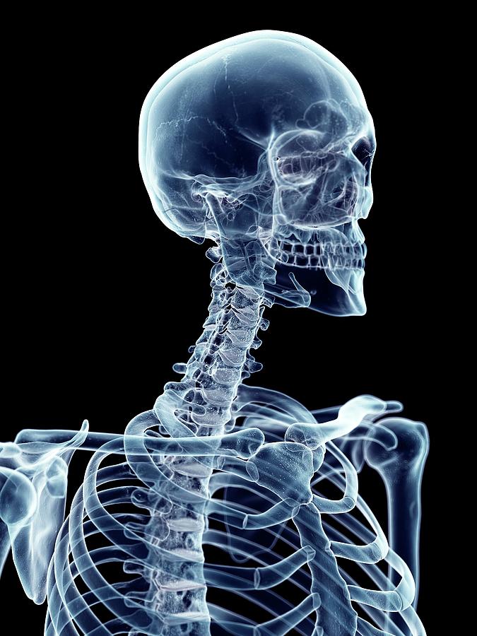Human Cervical Spine Photograph by Sebastian Kaulitzki/science Photo ...