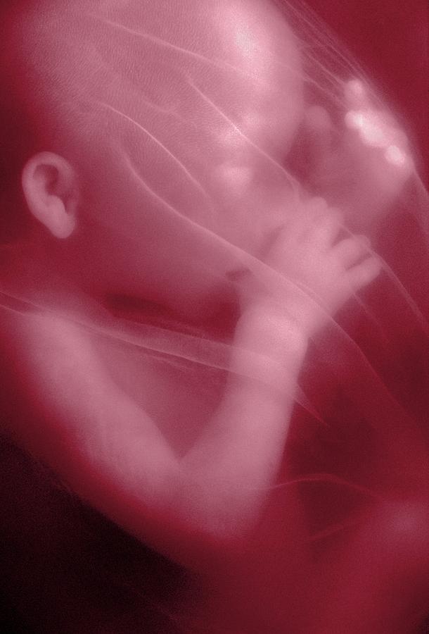 Human foetus in the womb Photograph by Science Photo Library