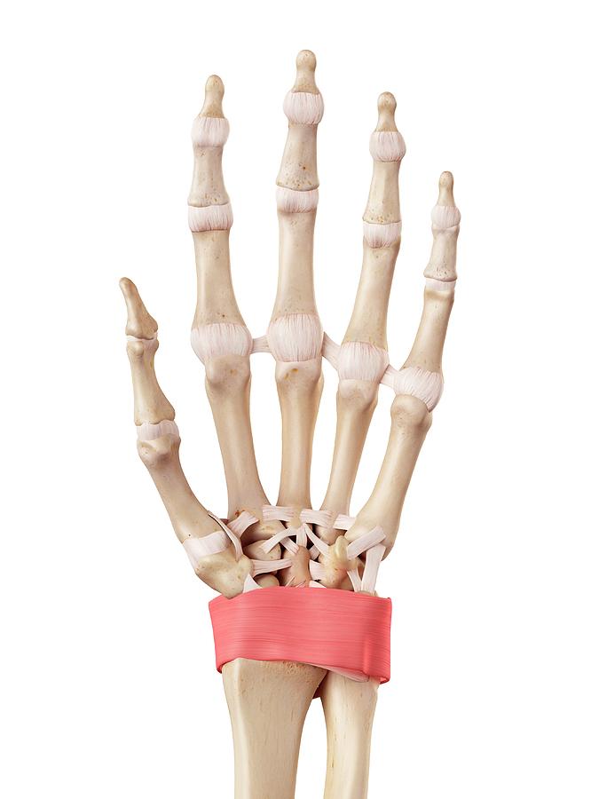 Human Hand Anatomy Photograph by Sebastian Kaulitzki/science Photo ... Biology Diagrams