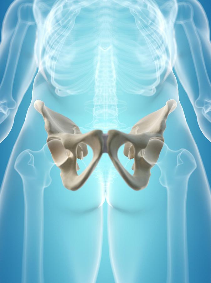 Human Hip Bone Photograph By Sciepro Pixels