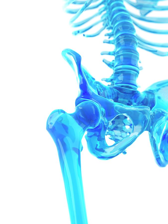 Human Hip Bones Photograph By Sebastian Kaulitzki Science Photo Library