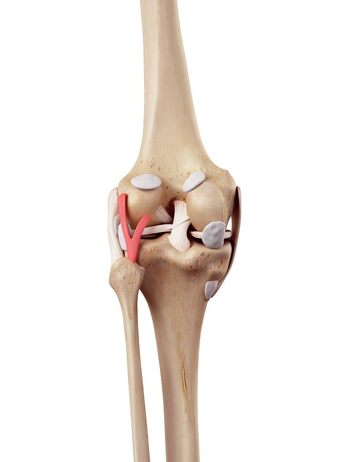 Human Knee Anatomy Photograph by Sebastian Kaulitzki/science Photo Library