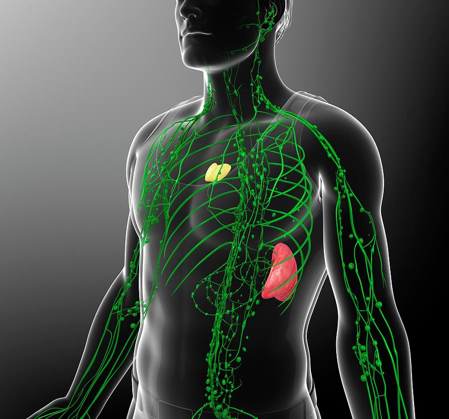 Human Lymphatic System #10 by Pixologicstudio/science Photo Library