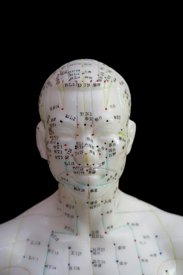 Human Model Showing Acupuncture Points Photograph by Science Stock ...