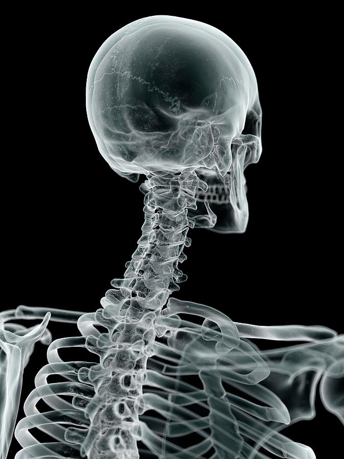 Skull Photograph - Human Skull And Neck #10 by Sciepro