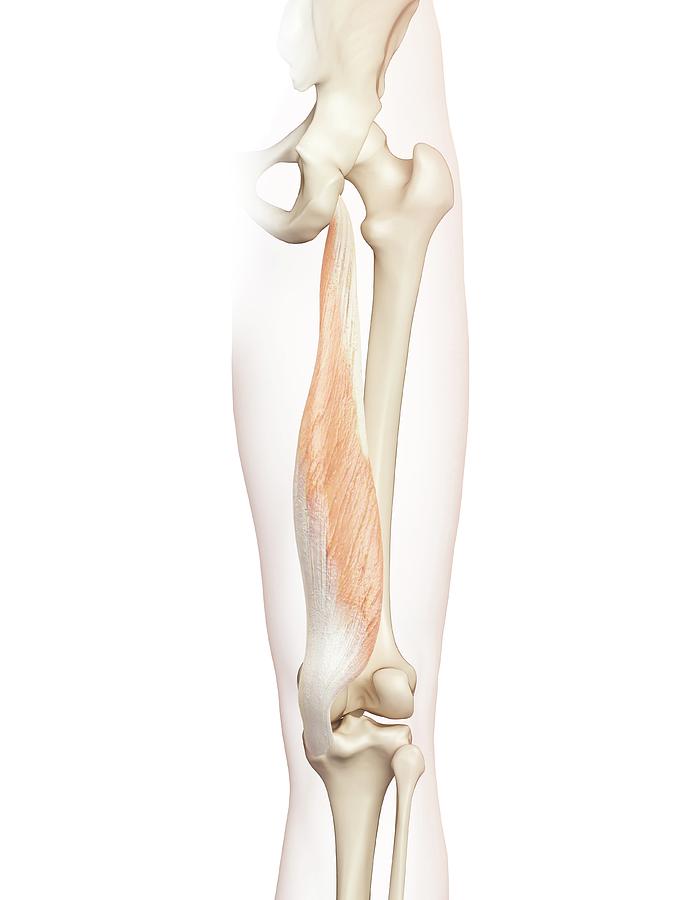 Human Thigh Muscle Photograph By Sciepro - Fine Art America