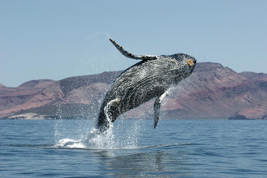 Humpback Whale Breaching #10 Photograph by Christopher Swann/science Photo Library