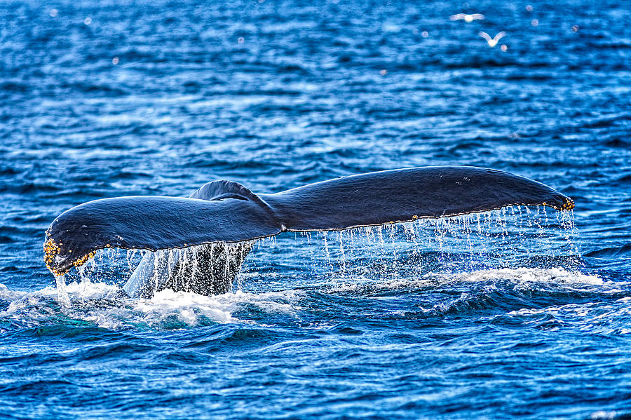 Humpback Whale Lobtailing #11 Photograph by Perla Copernik