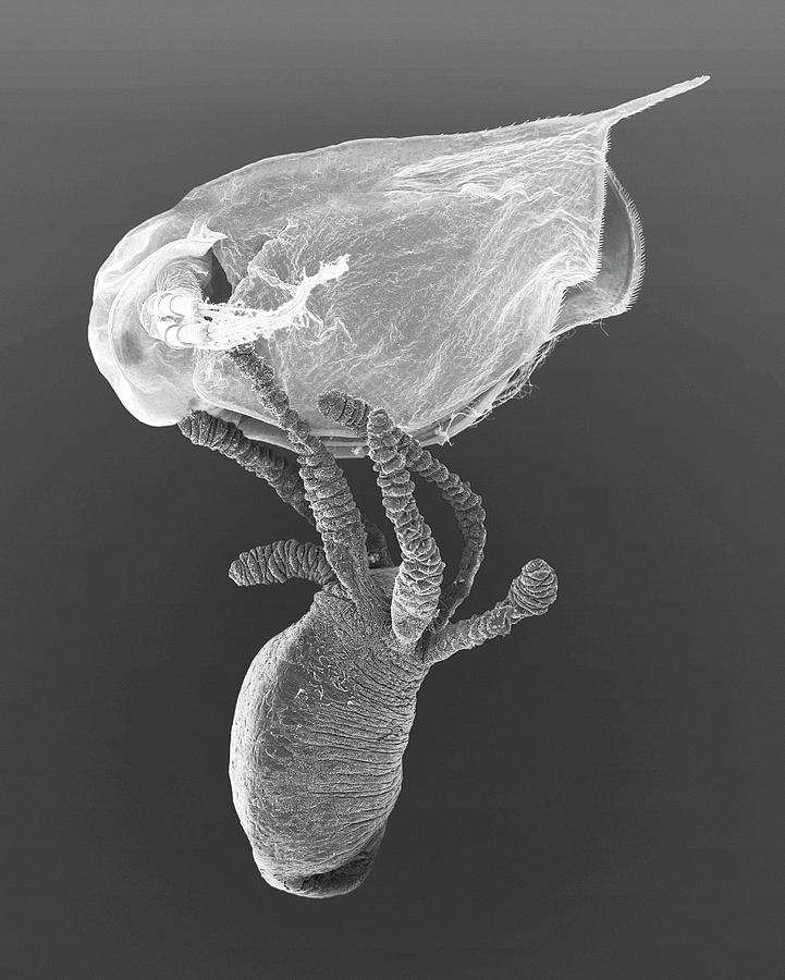 Hydra Sp. Capturing Daphnia Sp. Photograph by Dennis Kunkel Microscopy ...