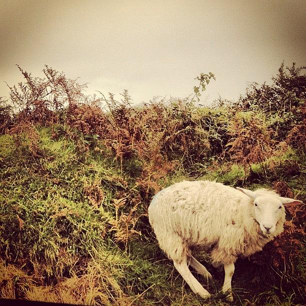 Sheep Photograph - Instagram Photo #10 by Nia Richards