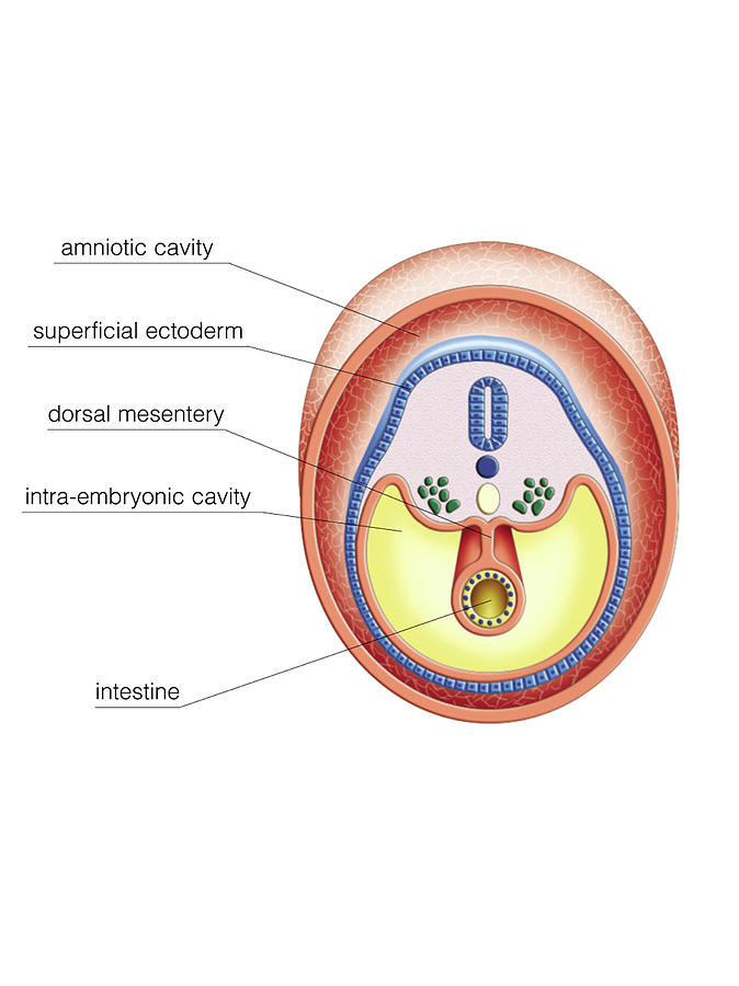 Intra Embryonic Cavities Photograph By Asklepios Medical Atlas Pixels 3681